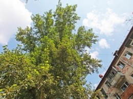 Аварийные деревья пугают жителей Херсонщины