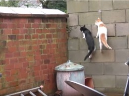 Кошачья грация и парное синхронное прыгание - новый хит для любителей пушистых
