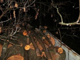 В Славянском районе массово рубят лес