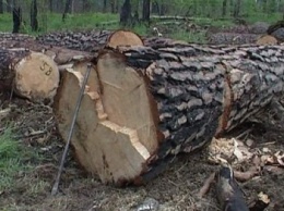 В Славянске активизировалась работа по выявлению незаконной вырубки леса