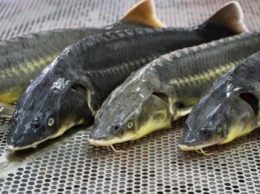 Севастопольских ИП ждут субсидии на занятие товарным рыбоводством