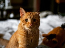 В интернете появился новый самый грустный кот (ФОТО)