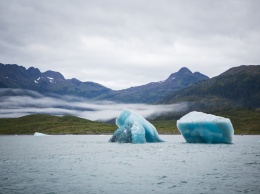 На Аляске замерзли дерущиеся лоси