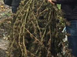 В Каменском у мужчины изъяли 10 кг конопли, выращенной в огороде