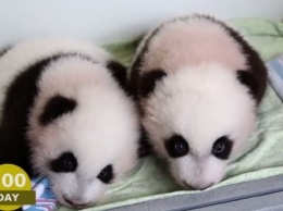 Панды-близняшки из США не могут привыкнуть к жизни в Китае