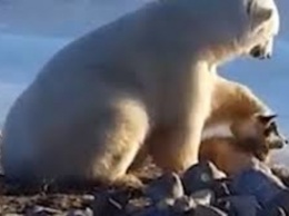Прекрасное зрелище: в Канаде запечатлели белого медведя, который гладит собаку. Видеофакт