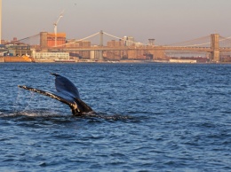 В бухту Нью-Йорка заплыл кит