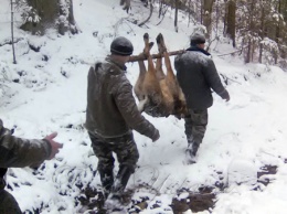 На Закарпатье полицейским пришлось охотиться на матерого волка. Охота была удачной