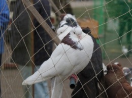 Сколько стоили голуби на выставке в Краматорске