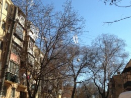 Деревья в центре Одессы к Новому году украсили пакетами от стройматериалов (ФОТО)