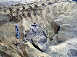 Ученые доказали факт появления скелетов на земле