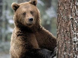 В России медведь пришел во двор покачаться на качелях (видео)