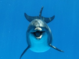 У китов и дельфинов обнаружилась способность контролировать удары сердца