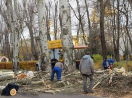 КП "Зеленхоз" проводит санитарную обрезку деревьев (фото)