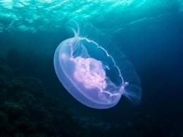 Житлели Владивостока не купаются в море из-за медуз и водорослей
