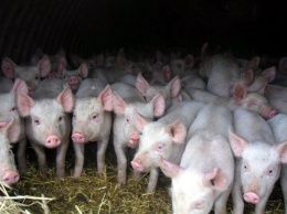 В Ровенской области уничтожат почти 300 свиней (Фото)