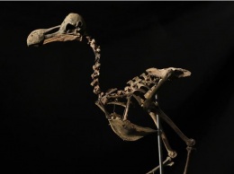 Скелет ископаемой птицы додо продали на аукционе за баснословные деньги