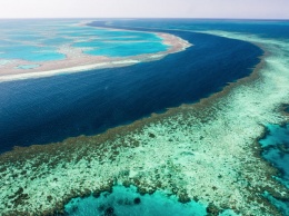 Геологи рассказали о секс-фестивале Большого Барьерного рифа