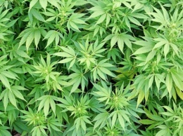 Ученые рассказали о вредоносных свойствах марихуаны для человека