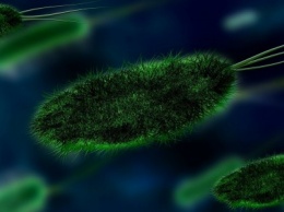 Ученые использовали хищную бактерию как живой антибиотик