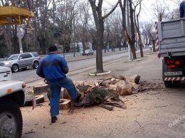 Еще несколько деревьев спилили на Французском бульваре в Одессе (фото)