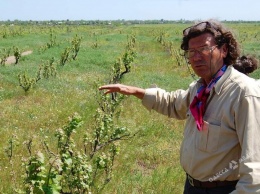 В Одесской области неизвестные уничтожили виноградники французского винодела