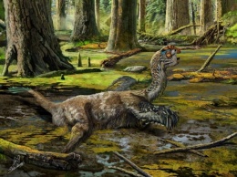 Рабочие в Китае случайно обнаружили окаменелости динозавра