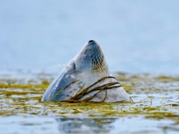 В Великобритании ученые с помощью GPS выяснили причину массового вымирания тюленей