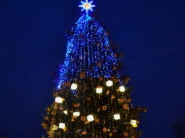 Главная елка Ровно будет высотой в 25 метров