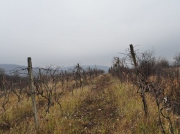 На Закарпатье пока не нашли подтвержденных фактов незаконной рубки лесов из интерактивной карты