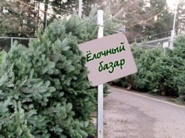 Где в Запорожье можно будет купить живую елку