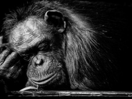 Ученые: Шимпанзе распознают друг друга по ягодицам