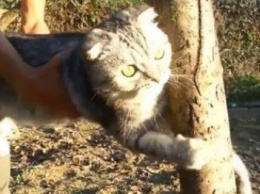 Крупный кот уцепился за дерево и отказался идти домой (видео)