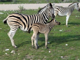Ученые узнали, почему белки и зебры имеют белые полосы