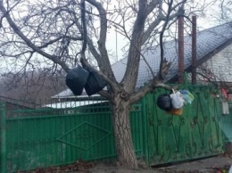 Херсонцы украшают деревья мусором (фото)