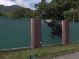 В Японии построили прозрачный бассейн для слонов (ВИДЕО)