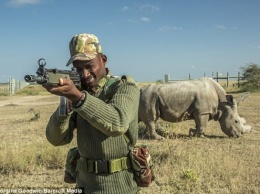 Самец северного белого носорога ходит с охраной