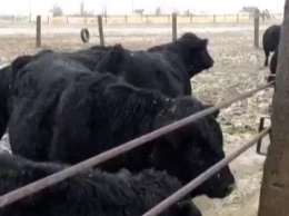 В США у скота обнаружили смертельноопасный ген