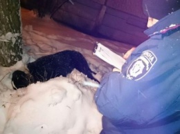 В Харькове патрульные застрелили собаку, напавшую на ребенка и старушку (ФОТО)