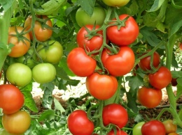 На Ямале собрали первый урожай «арктических» томатов сорта "Никола"