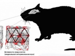 Ученые: В мозгу крыс обнаружен нейронный спидометр