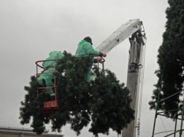 В Северодонецке устанавливают городскую елку (фото)