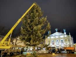 Во Львове установили новогоднюю елку