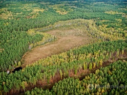На Закарпатье раскрыли крупную схему по продаже леса