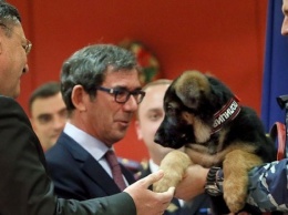 Французы признали подаренную Россией собаку Добрыню непригодной к службе