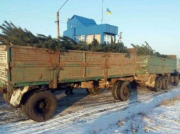 Водитель незаконно перевозил более 100 елок в Донецкой области
