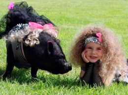Конкурс красоты в Ирландии выиграла гламурная свинья