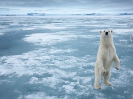 Ученые: Объем льда в Арктике увеличился на треть