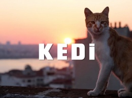 Американская студия сняла фильм о кошках Стамбула