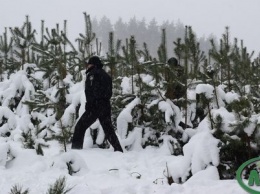 Сумские елки охраняют рейдовые бригады (+фото)